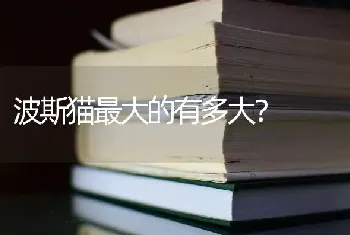 波斯猫最大的有多大？