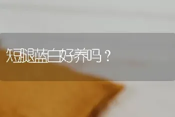 短腿蓝白好养吗？