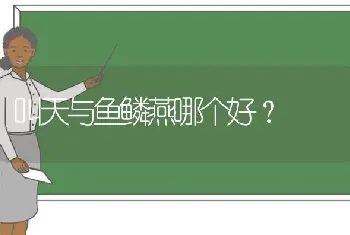 叫天与鱼鳞燕哪个好？