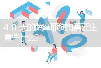 40天的萨摩耶狗狗需要注意些什么？