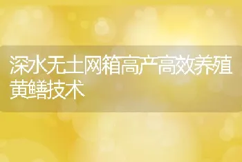 深水无土网箱高产高效养殖黄鳝技术