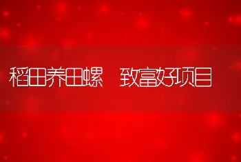 稻田养田螺致富好项目