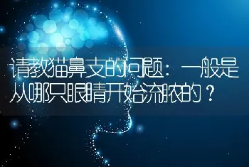 请教猫鼻支的问题：一般是从哪只眼睛开始流脓的？