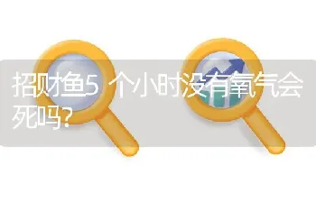 招财鱼5个小时没有氧气会死吗？