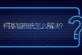 柯基智商低怎么解决？