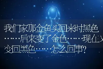 我们家那金鱼买回来时黑色……后来变了金色……现在又变回黑色……怎么回事？