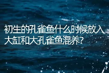 初生的孔雀鱼什么时候放入大缸和大孔雀鱼混养？