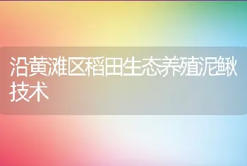 沿黄滩区稻田生态养殖泥鳅技术