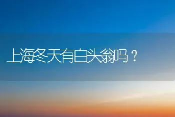 上海冬天有白头翁吗？