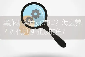 黑龙睛金鱼好养吗？怎么养？如何判断健康的鱼？