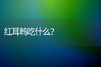 红耳鹎吃什么？