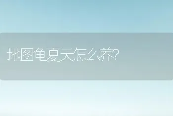 americ  是什么猫？