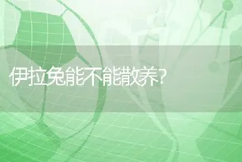 我有一只黑色的狗起什么名字好呢公的，名字越多越好？