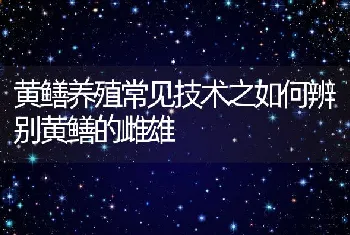 黄鳝养殖常见技术之如何辨别黄鳝的雌雄