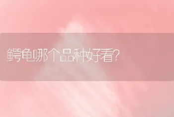 鳄龟哪个品种好看？