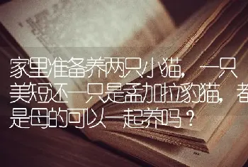 家里准备养两只小猫，一只美短还一只是孟加拉豹猫，都是母的可以一起养吗？