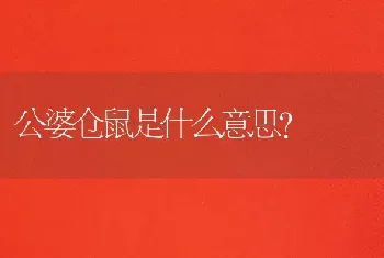 公婆仓鼠是什么意思？