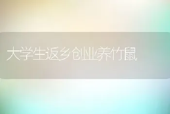 大学生返乡创业养竹鼠