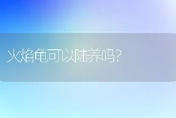 火焰龟可以陆养吗？