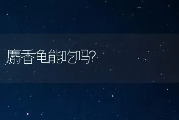 麝香龟能吃吗？