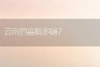 云南的喜鹊多嘛？