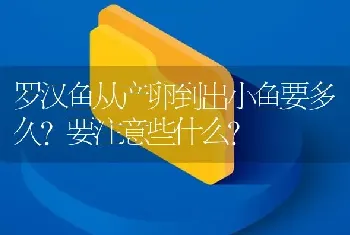 罗汉鱼从产卵到出小鱼要多久？要注意些什么？