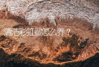 清洁彩虹鲨怎么养？