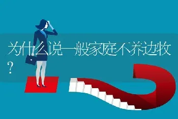 为什么说一般家庭不养边牧？