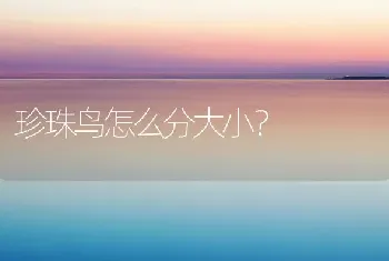 珍珠鸟怎么分大小？