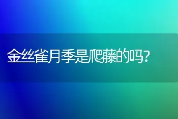 金丝雀月季是爬藤的吗？