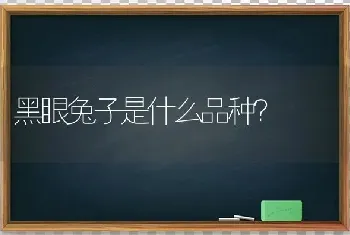 黑眼兔子是什么品种？