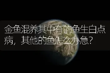 金鱼混养其中有的鱼生白点病，其他的鱼怎么办急？