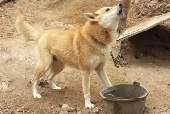 土狗的自然繁育方法，土狗的繁育方式有哪些？