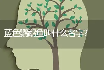 蓝色鹦鹉鱼叫什么名字？