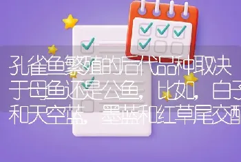 孔雀鱼繁殖的后代品种取决于母鱼还是公鱼，比如