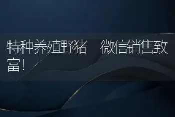 特种养殖野猪 微信销售致富！