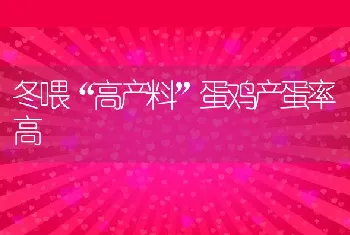 冬喂高产料蛋鸡产蛋率高