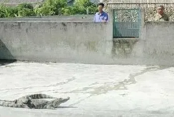 中龄鳄饲养室的设计