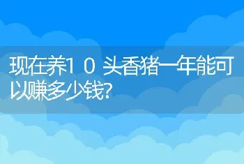 现在养10头香猪一年能可以赚多少钱？