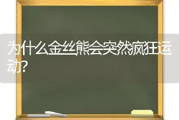 为什么金丝熊会突然疯狂运动？