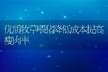 优质牧草喂猪降低成本提高瘦肉率