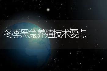 冬季黑兔养殖技术要点