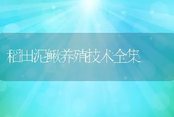 稻田泥鳅养殖技术全集