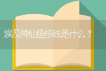 埃及神仙鱼栋线是什么？