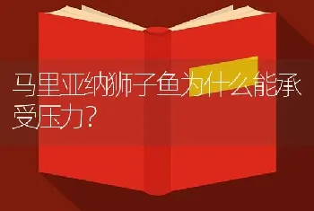 马里亚纳狮子鱼为什么能承受压力？