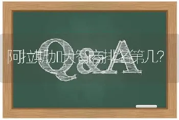 阿拉斯加犬智商排名第几？