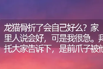 龙猫骨折了会自己好么？家里人说会好，可是我很急。拜托大家告诉下，是前爪子被他自己的食缸砸到的？