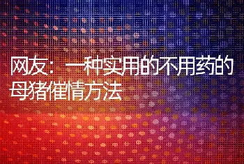 网友：一种实用的不用药的母猪催情方法