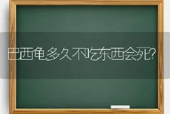 巴西龟多久不吃东西会死？