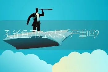 孔雀鱼开始夹尾，严重吗？